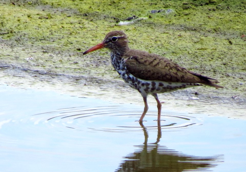 Spotted Sandpiper