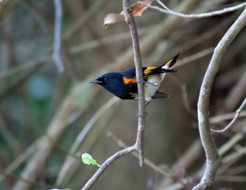 American Redstart