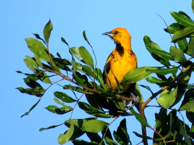 Spot-breasted Oriole