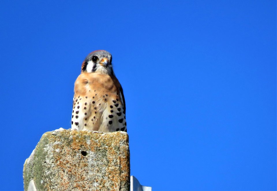 American Kestrel