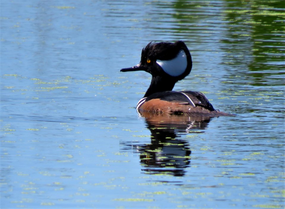 Male Hooded Merganser