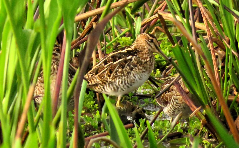 Wilson’s Snipe .... three!