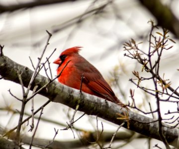 Cardinal