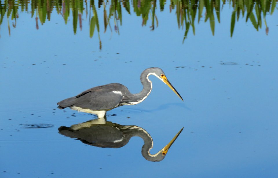 Tricolored Heron photo