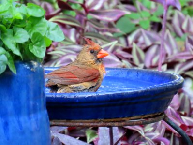 Northern Cardinal female