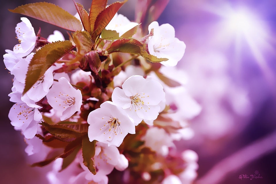 White close up nature