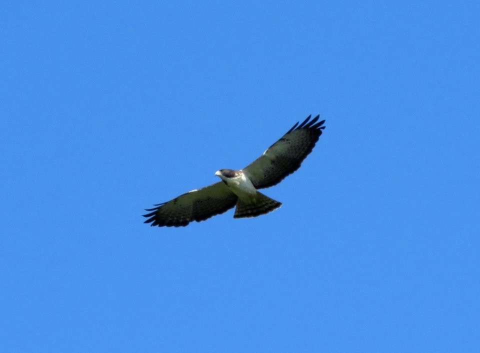 Short-tailed hawk