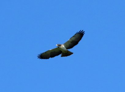 Short-tailed hawk photo