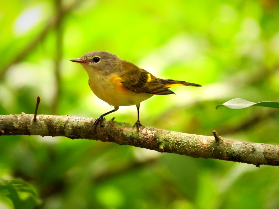 American Redstart