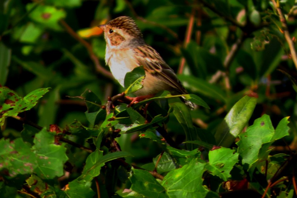 Clay-colored Sparrow