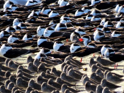 Black Skimmers and Dowitchers photo