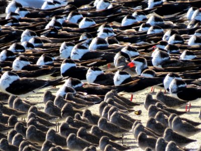 Black Skimmers and Dowitchers