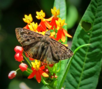 Horace’s Duskywing butterfly photo