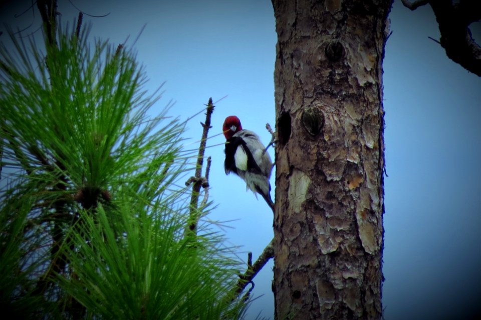 Red-headed Woodpecker