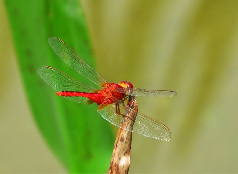 Dragonfly