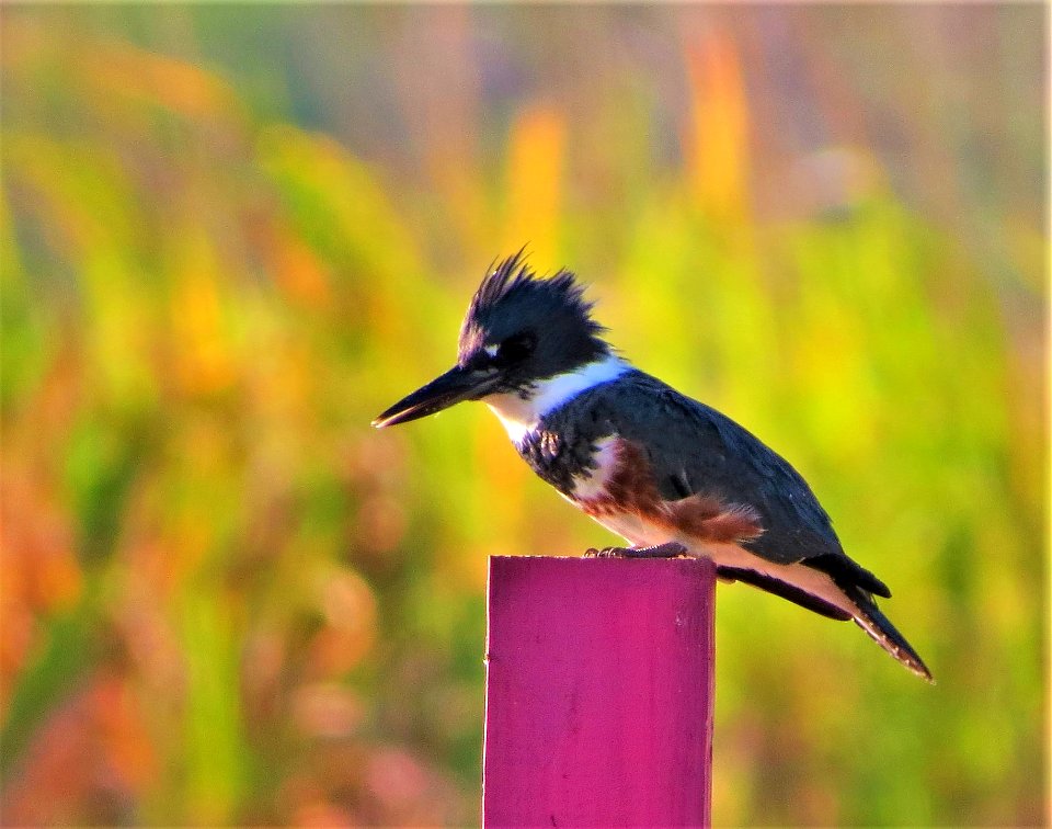 Belted Kingfisher