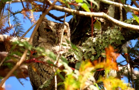 Eastern Screech Owl photo