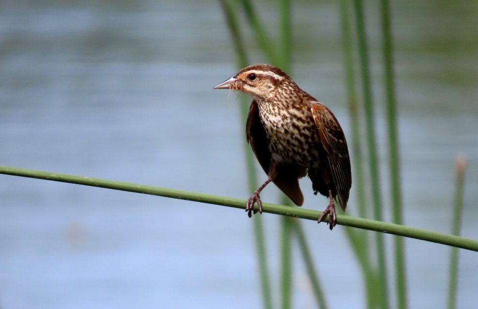 Red-winged Blackbird, female