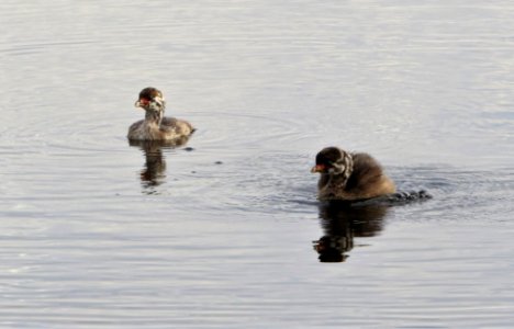 Pied-billed Grebe