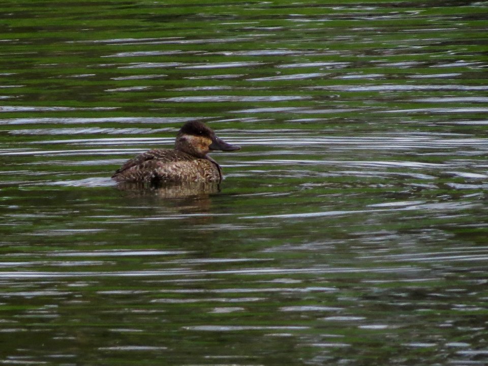 Ruddy Duck