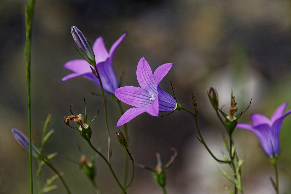 Flowers violet fauna