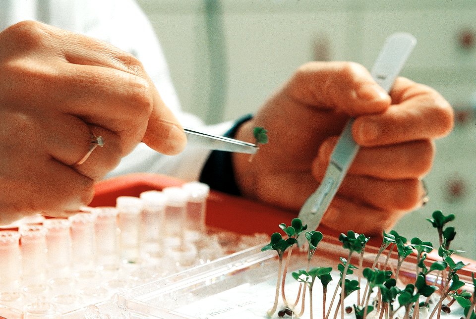 Expérience de biologie par une étudiante
