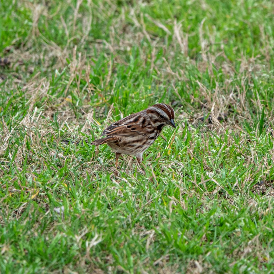 Song Sparrow