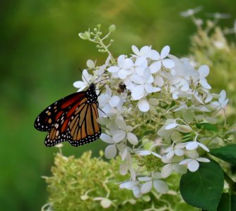 Monarch Butterfly on the Hydrangeas photo