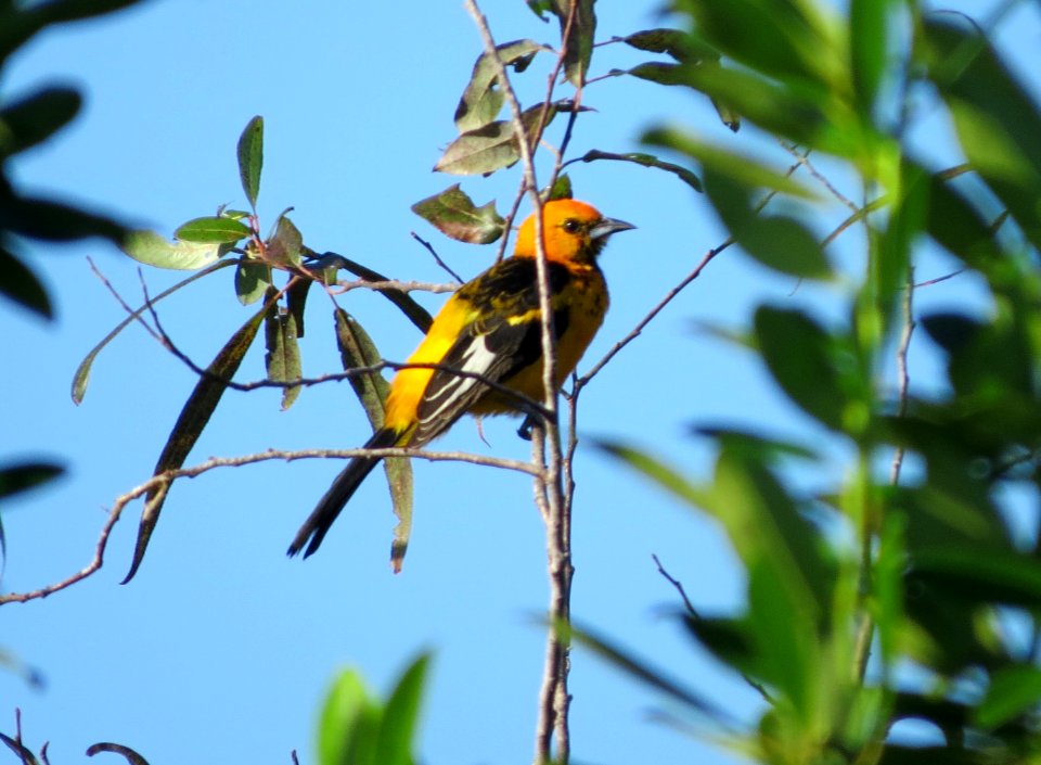 Spot-breasted Oriole