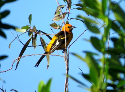 Spot-breasted Oriole