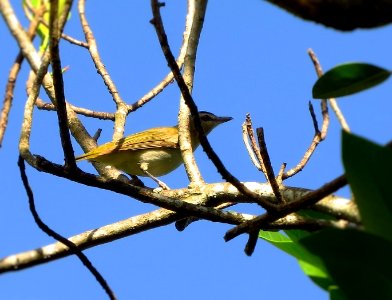 Red-eyed Vireo