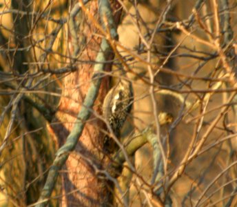 DSCN0656 c Yellow-bellied Sapsucker (Imm)  Kankakee Co IL 1-10-11