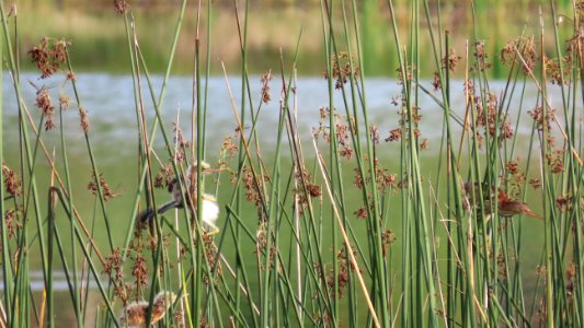 Least Bittern fledglings chasing adult photo