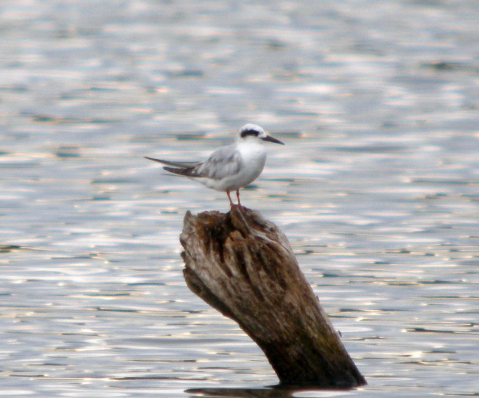 DSCN3522 c Forster's Tern  Newton   Co IN 5-29-12