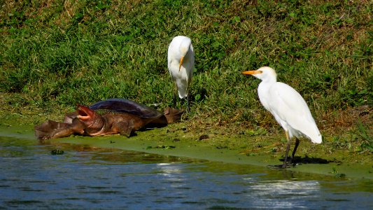 Cattle Egrets with Soft-shelled Turtle