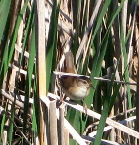IMG 1125 c Marsh Wren Willow Slough IN 5-19-09