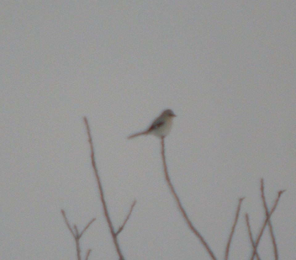 DSCN5887 c Northern Shrike  Willow Slough IN 1-16-11