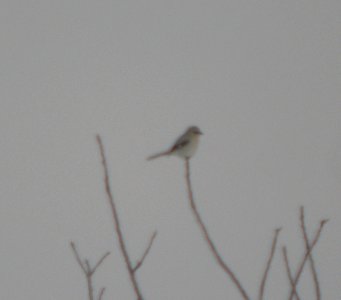 DSCN5887 c Northern Shrike  Willow Slough IN 1-16-11