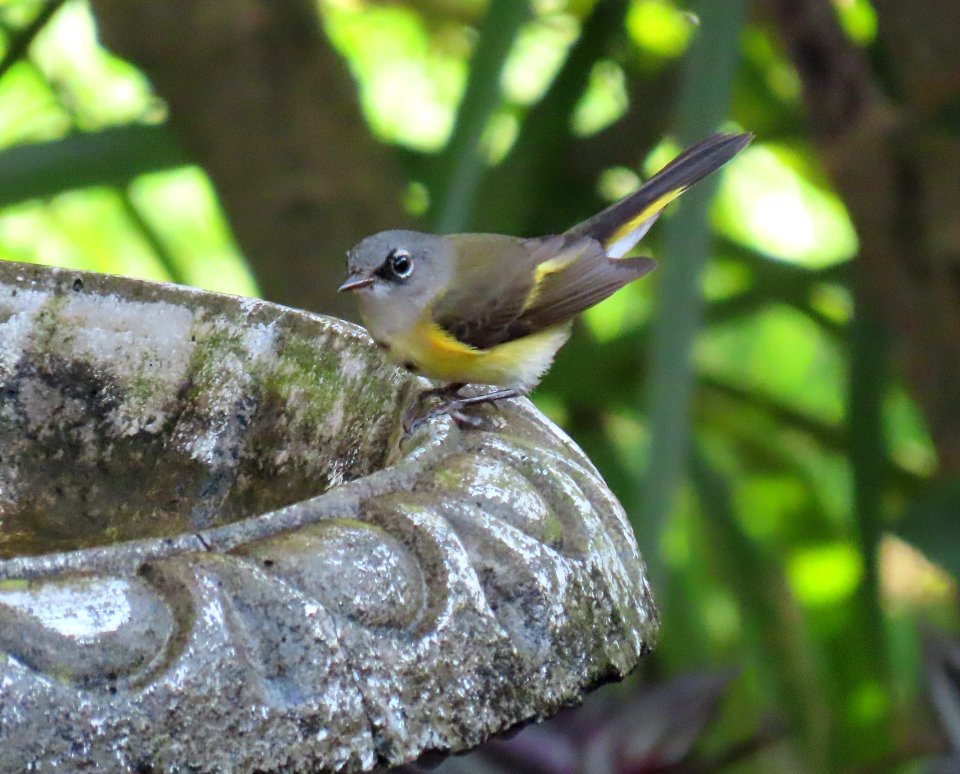 American Redstart