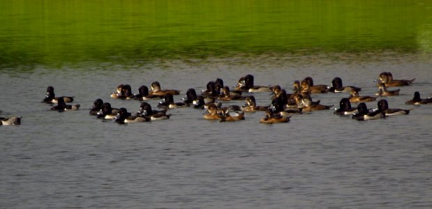 Ringneck Ducks photo