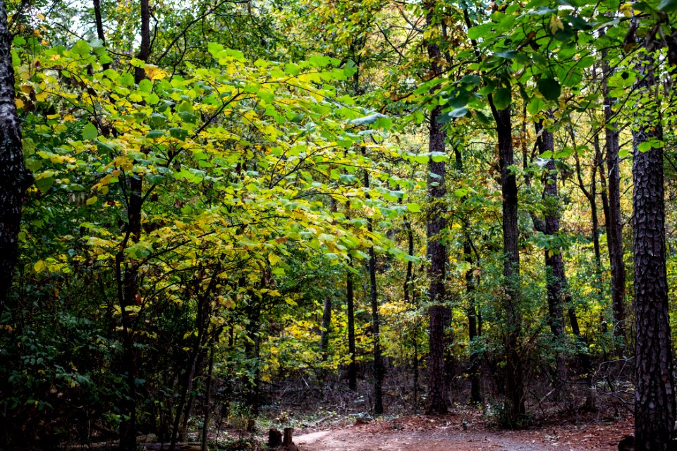 Kennesaw Mountain - October 31st, 2013