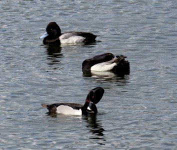 Lesser Scaup and in front a Ring-necked Duck