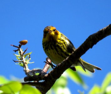Cape May Warbler photo