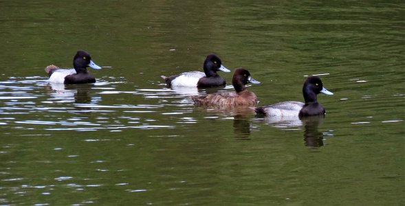 Lesser Scaup photo