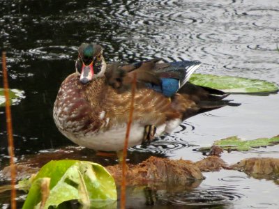 Wood Duck photo