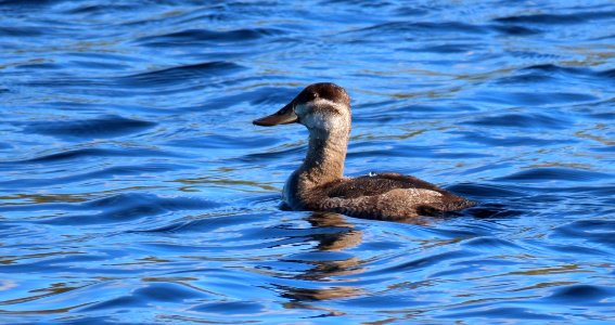 Ruddy Duck