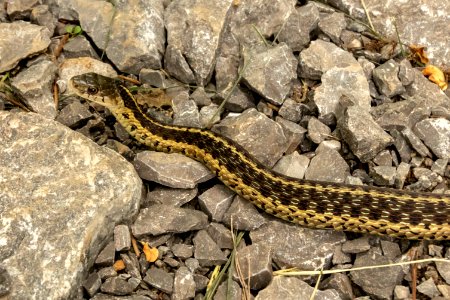Thamnophis sirtalis sirtalis, Cannon County, Tennessee photo