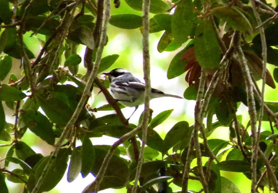 Black-throated Gray Warbler