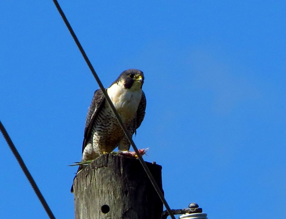 Peregrine Falcon