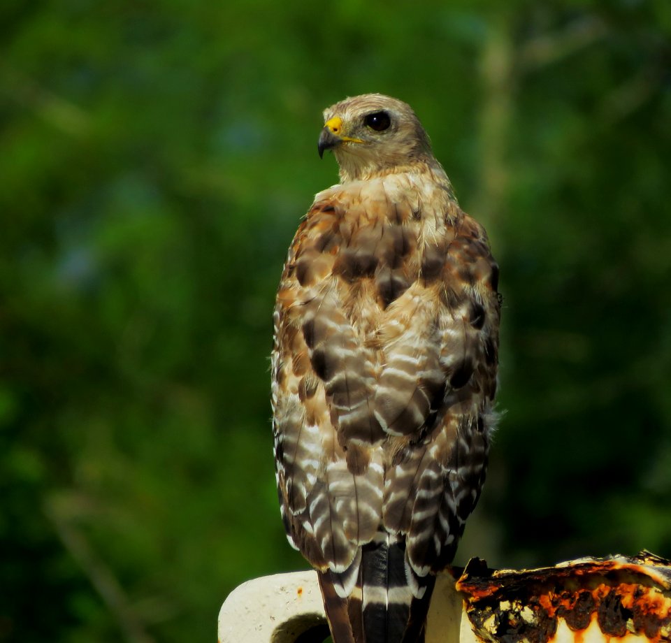 Red-shouldered Hawk